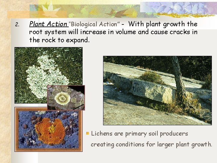 2. Plant Action “Biological Action” - With plant growth the root system will increase