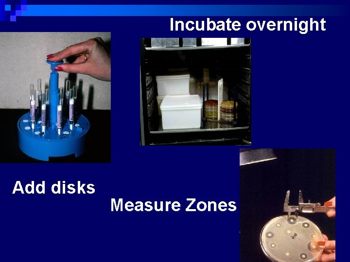 Incubate overnight Add disks Measure Zones 