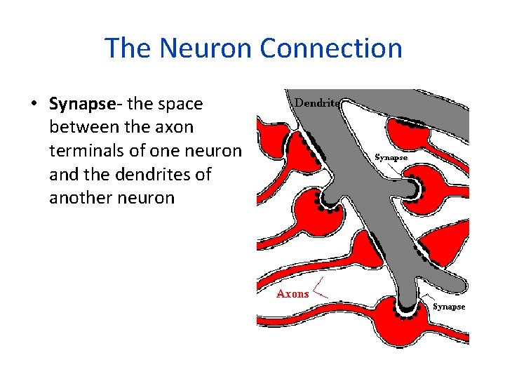 The Neuron Connection • Synapse- the space between the axon terminals of one neuron