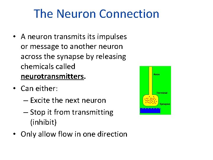 The Neuron Connection • A neuron transmits impulses or message to another neuron across