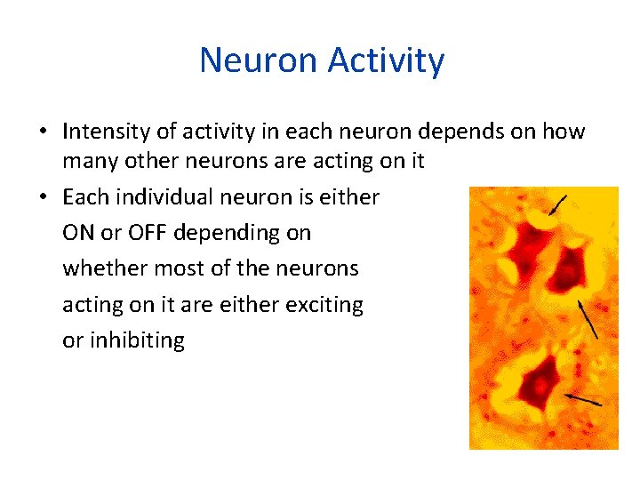 Neuron Activity • Intensity of activity in each neuron depends on how many other