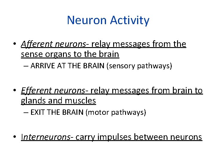 Neuron Activity • Afferent neurons- relay messages from the sense organs to the brain