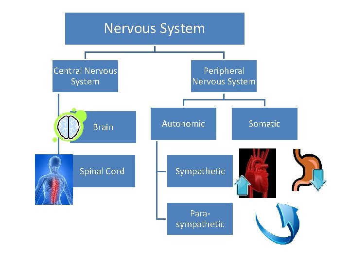 Nervous System Central Nervous System Brain Spinal Cord Peripheral Nervous System Autonomic Sympathetic Parasympathetic
