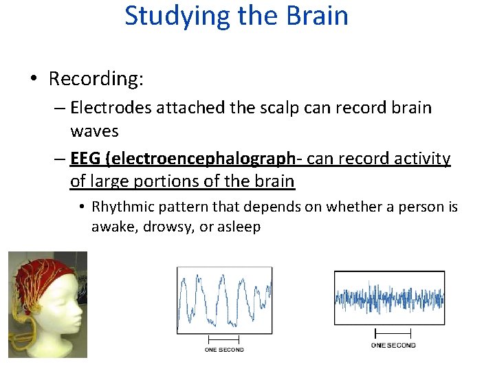 Studying the Brain • Recording: – Electrodes attached the scalp can record brain waves