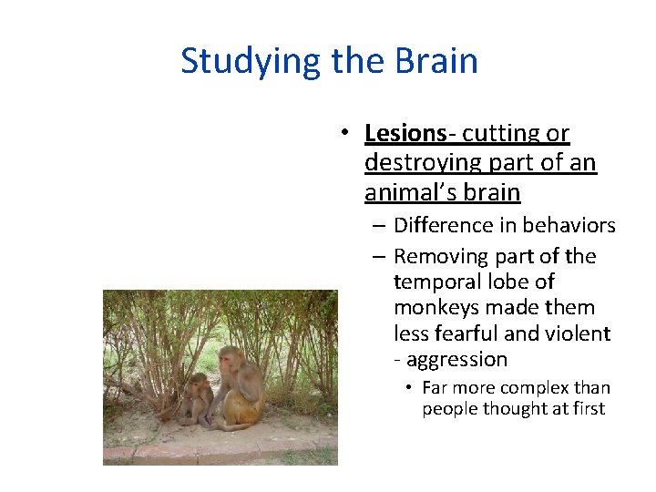 Studying the Brain • Lesions- cutting or destroying part of an animal’s brain –