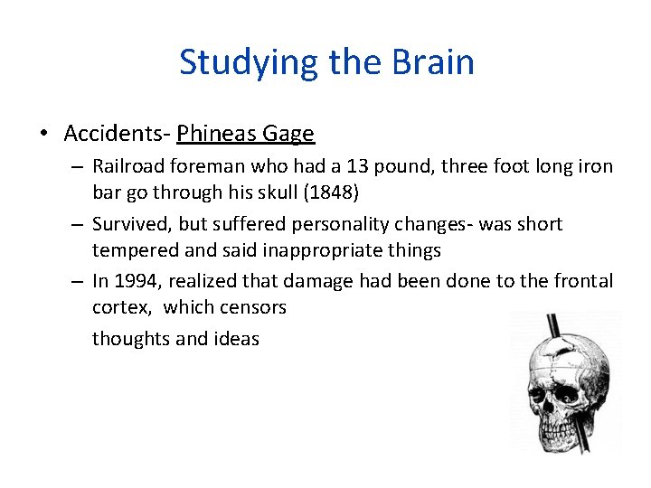 Studying the Brain • Accidents- Phineas Gage – Railroad foreman who had a 13