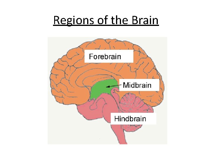 Regions of the Brain 