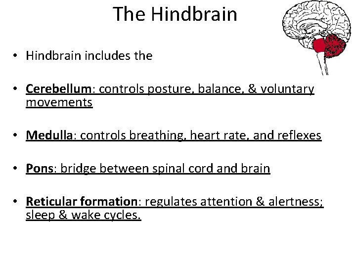 The Hindbrain • Hindbrain includes the • Cerebellum: controls posture, balance, & voluntary movements