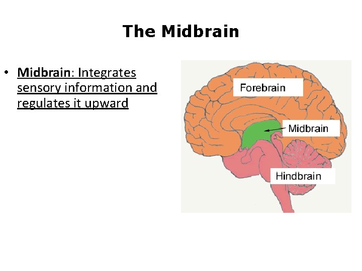 The Midbrain • Midbrain: Integrates sensory information and regulates it upward 
