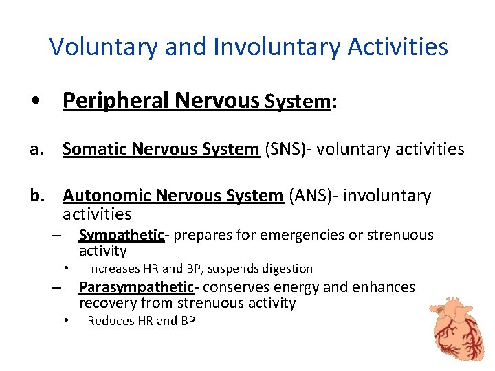 Voluntary and Involuntary Activities • Peripheral Nervous System: a. Somatic Nervous System (SNS)- voluntary