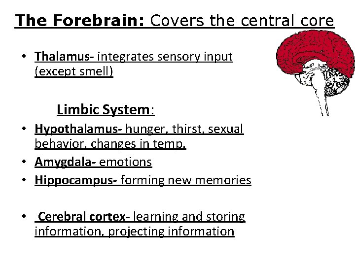 The Forebrain: Covers the central core • Thalamus- integrates sensory input (except smell) Limbic