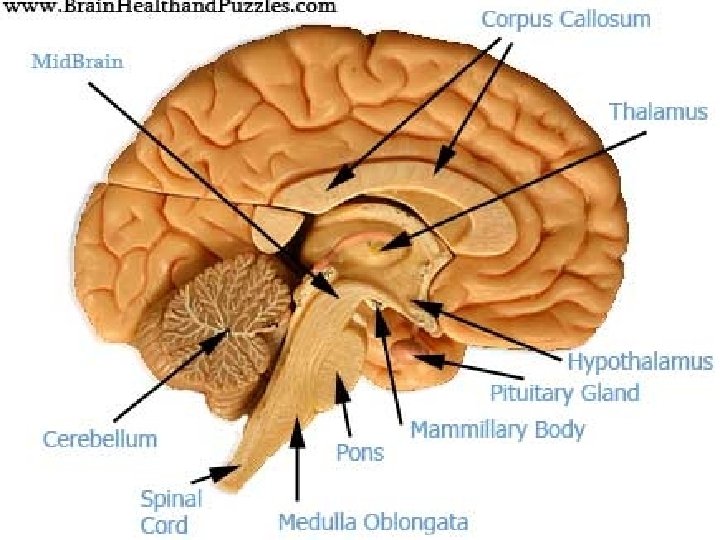 The Three Brains: Forebrain • Thalamus- integrates sensory input (except smell) • Hypothalamus- hunger,