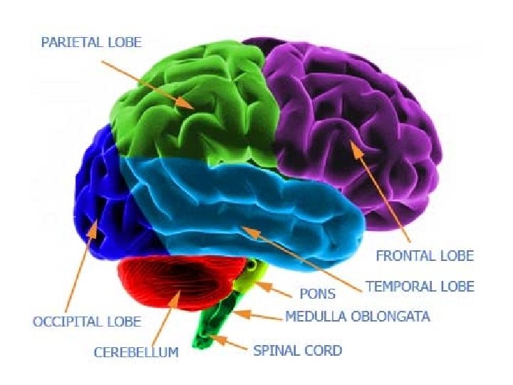  • Includes the • Cerebellum- posture, balance, voluntary movements • Medulla- breathing, heart