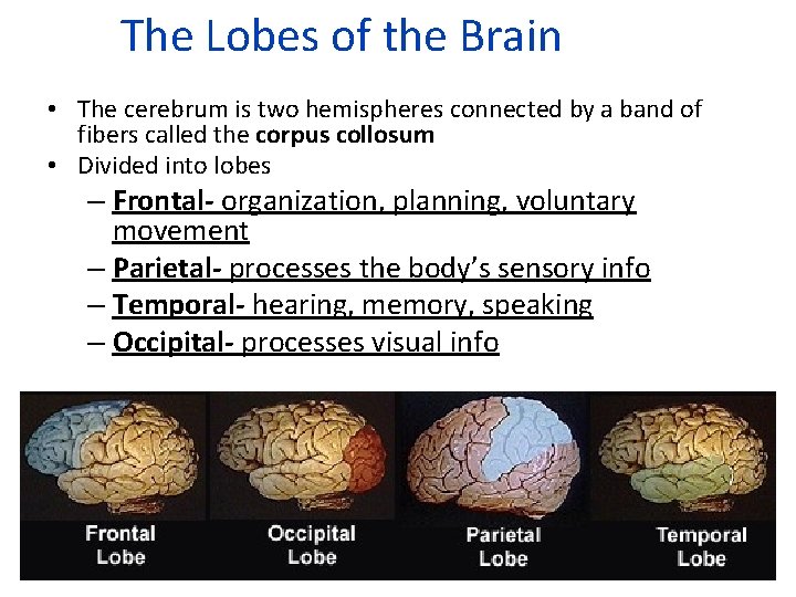 The Lobes of the Brain • The cerebrum is two hemispheres connected by a