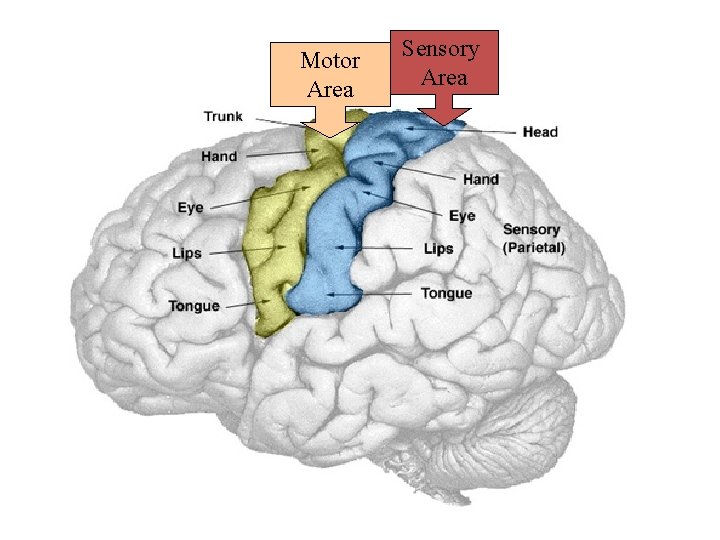 Motor Area Sensory Area 