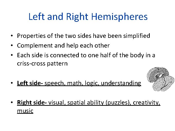 Left and Right Hemispheres • Properties of the two sides have been simplified •