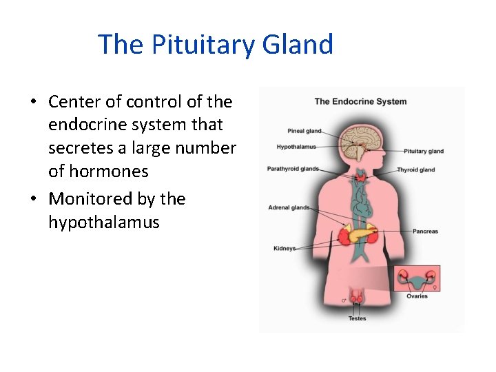 The Pituitary Gland • Center of control of the endocrine system that secretes a