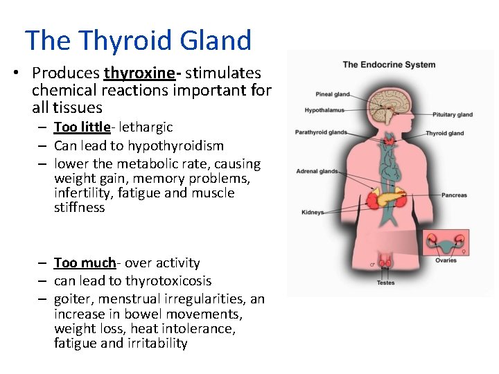 The Thyroid Gland • Produces thyroxine- stimulates chemical reactions important for all tissues –