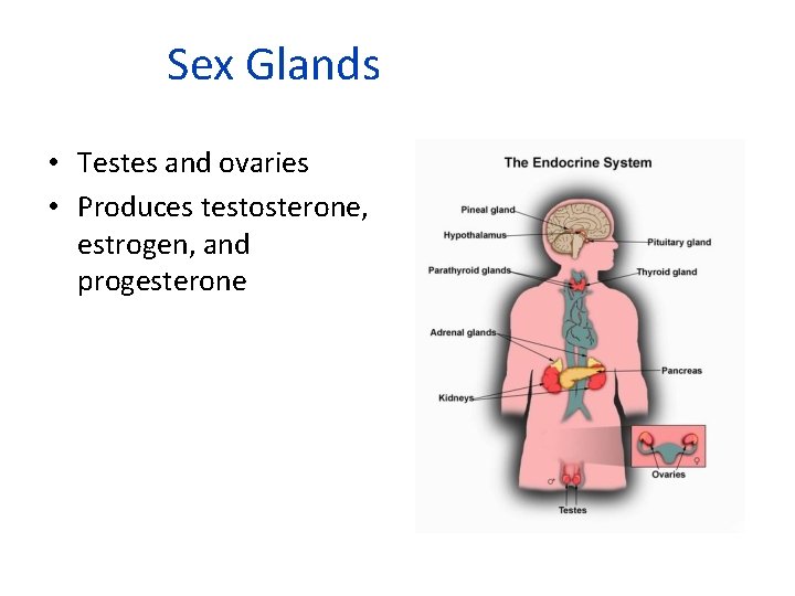 Sex Glands • Testes and ovaries • Produces testosterone, estrogen, and progesterone 