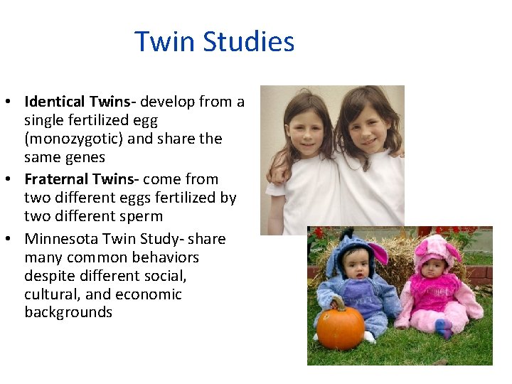 Twin Studies • Identical Twins- develop from a single fertilized egg (monozygotic) and share