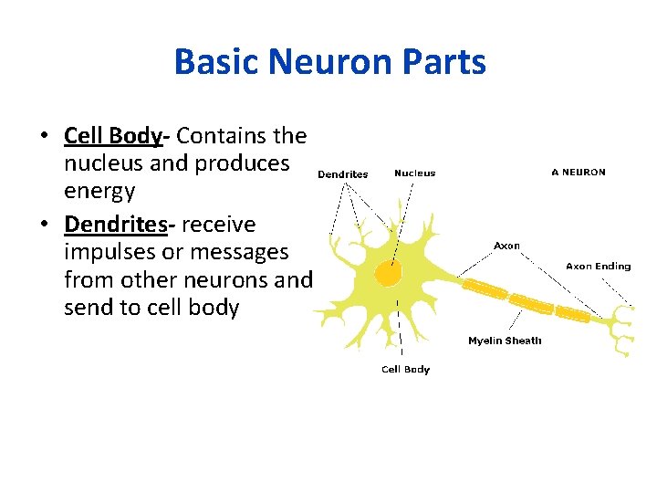 Basic Neuron Parts • Cell Body- Contains the nucleus and produces energy • Dendrites-