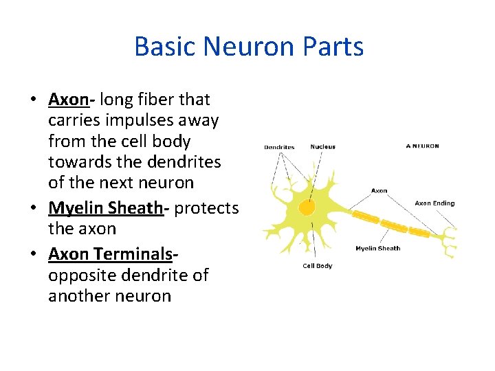 Basic Neuron Parts • Axon- long fiber that carries impulses away from the cell