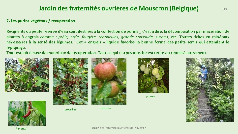 Jardin des fraternités ouvrières de Mouscron (Belgique) 13 7. Les purins végétaux / récupération