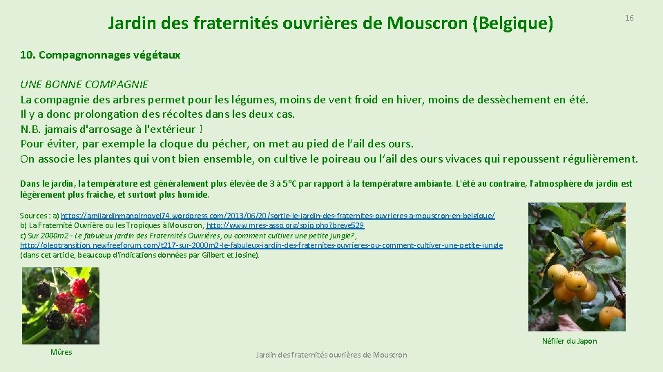 Jardin des fraternités ouvrières de Mouscron (Belgique) 16 10. Compagnonnages végétaux UNE BONNE COMPAGNIE