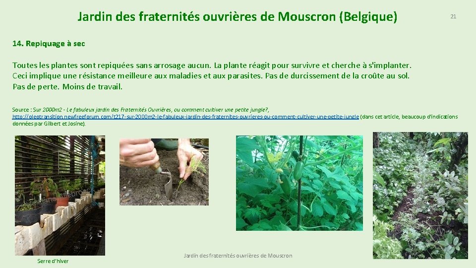 Jardin des fraternités ouvrières de Mouscron (Belgique) 21 14. Repiquage à sec Toutes les