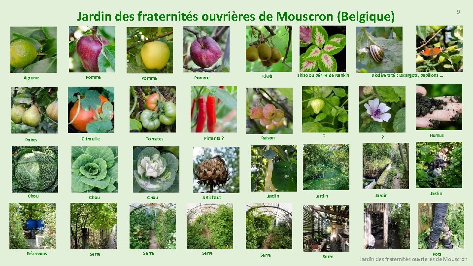 Jardin des fraternités ouvrières de Mouscron (Belgique) Agrume Pomme Poires Citrouille Chou Réservoirs Serre
