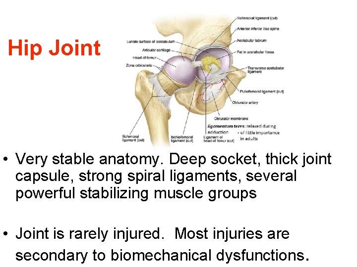 Hip Joint • Very stable anatomy. Deep socket, thick joint capsule, strong spiral ligaments,