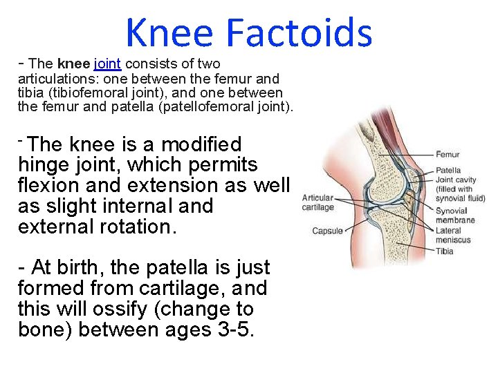 Knee Factoids - The knee joint consists of two articulations: one between the femur