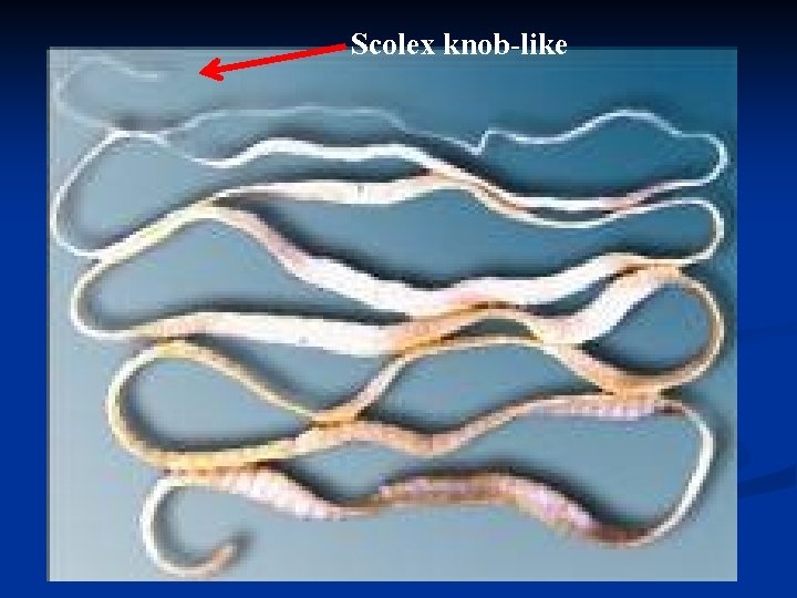 Scolex knob-like 