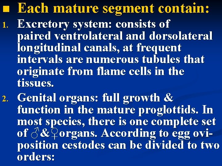  Each mature segment contain: 1. Excretory system: consists of paired ventrolateral and dorsolateral