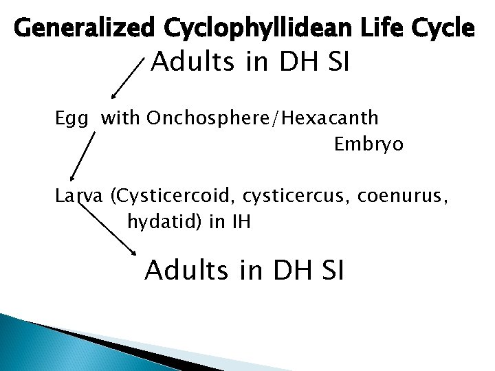 Generalized Cyclophyllidean Life Cycle Adults in DH SI Egg with Onchosphere/Hexacanth Embryo Larva (Cysticercoid,