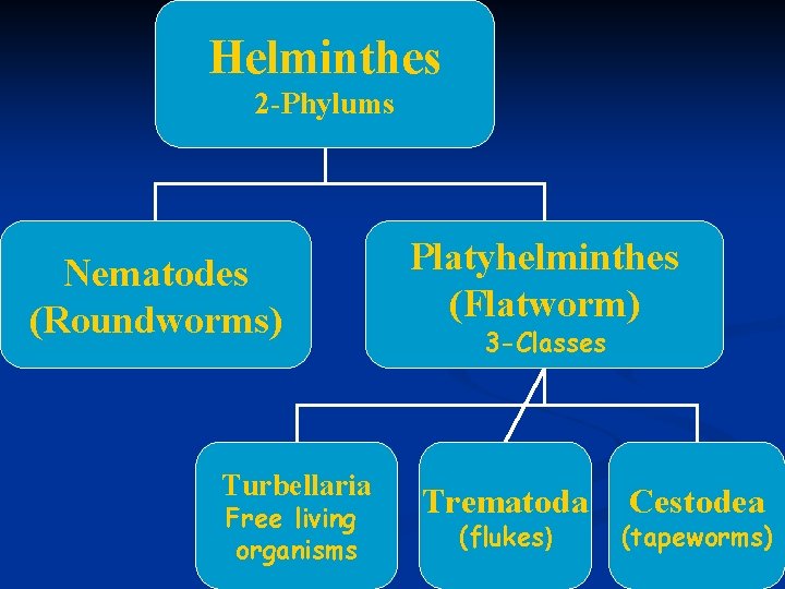 Helminthes 2 -Phylums Nematodes (Roundworms) Turbellaria Free living organisms Platyhelminthes (Flatworm) 3 -Classes Trematoda