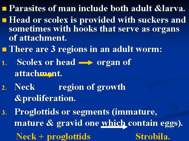  Parasites of man include both adult &larva. Head or scolex is provided with