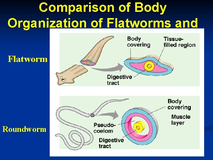 Comparison of Body Organization of Flatworms and Roundworms. Flatworm Roundworm 