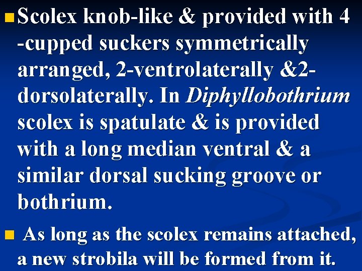  Scolex knob-like & provided with 4 -cupped suckers symmetrically arranged, 2 -ventrolaterally &2