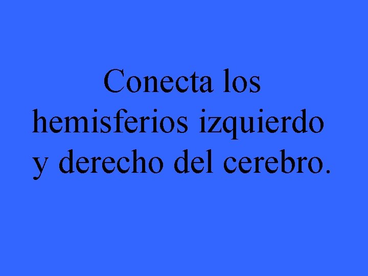 Conecta los hemisferios izquierdo y derecho del cerebro. 