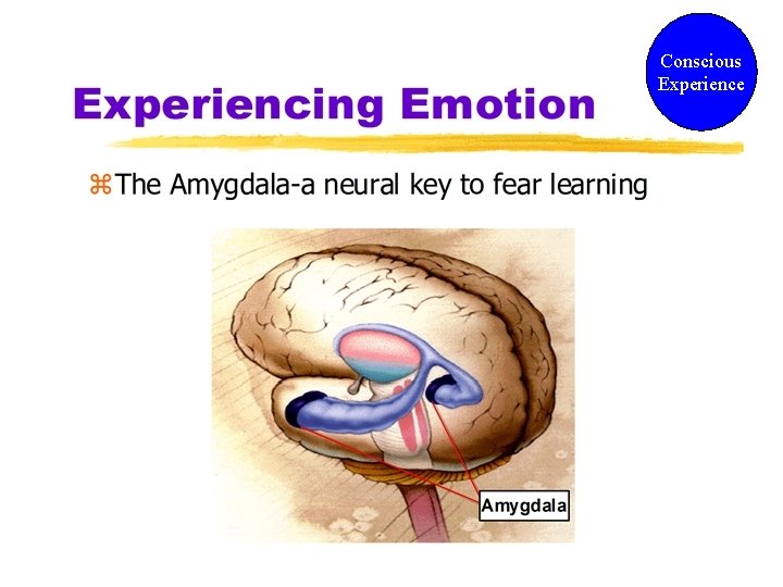 Conscious Experience  Conscious Experience