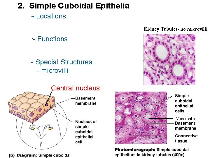 2. Simple Cuboidal Epithelia - Locations Kidney Tubules- no microvilli *- Functions - Special