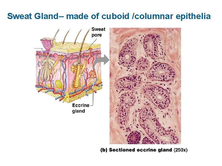 Sweat Gland– made of cuboid /columnar epithelia 