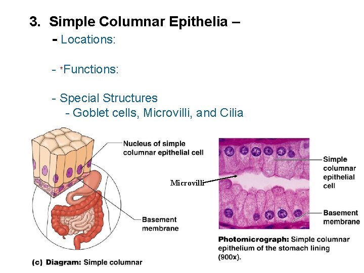 3. Simple Columnar Epithelia – - Locations: - *Functions: - Special Structures - Goblet