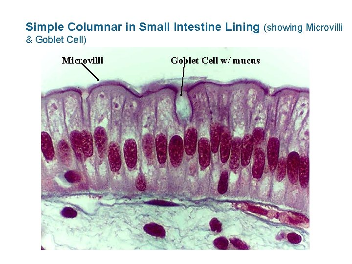 Simple Columnar in Small Intestine Lining (showing Microvilli & Goblet Cell) Microvilli Goblet Cell