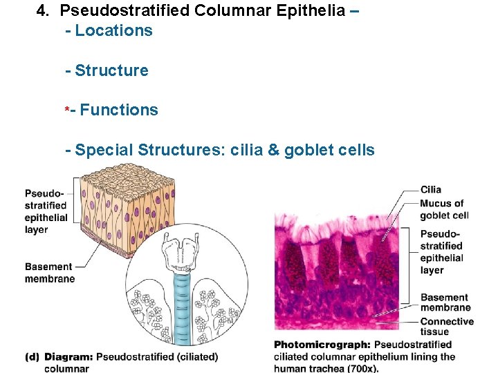 4. Pseudostratified Columnar Epithelia – - Locations - Structure *- Functions - Special Structures: