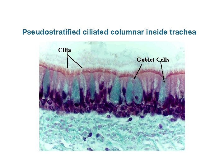 Pseudostratified ciliated columnar inside trachea Cilia Goblet Cells 