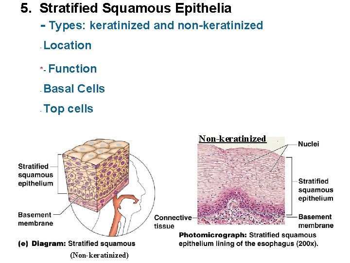 5. Stratified Squamous Epithelia - Types: keratinized and non-keratinized - Location *- Function -