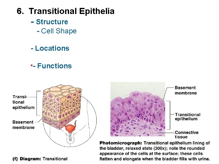 6. Transitional Epithelia - Structure - Cell Shape - Locations *- Functions 