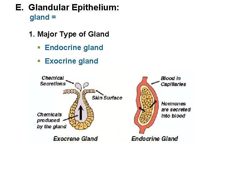 E. Glandular Epithelium: gland = 1. Major Type of Gland § Endocrine gland §